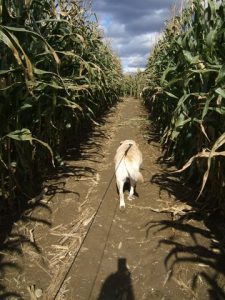 Emma in a cornfield