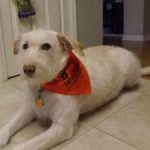 Momma Dog with Bandanna