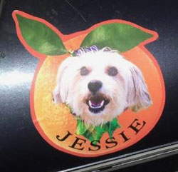 Jessie Sticker