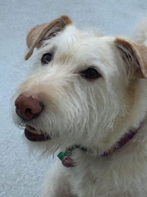 Mama dog