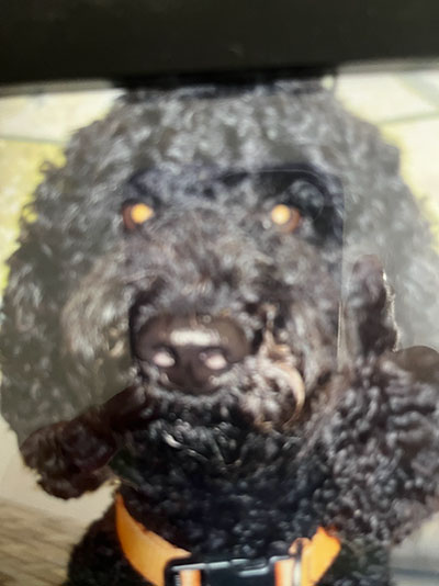 cute dog named macaroni